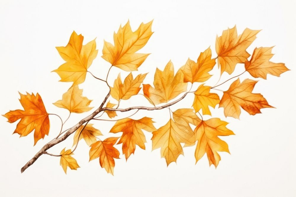Autumn leaves maple plant leaf.