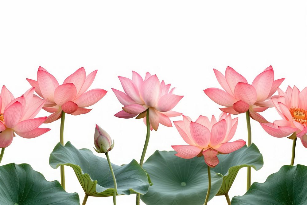 Lotus line horizontal border flower petal plant.