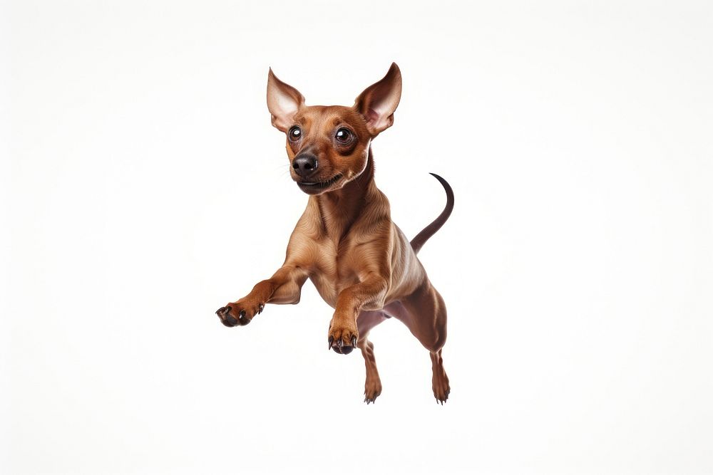 Jumping dog chihuahua mammal animal.