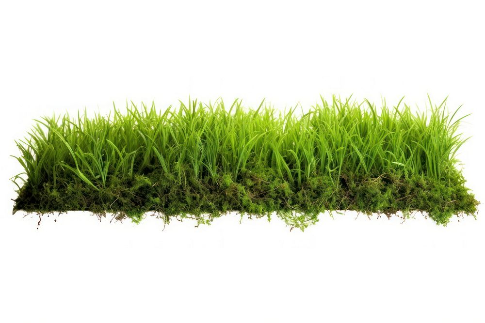 A lawn grass plant soil.