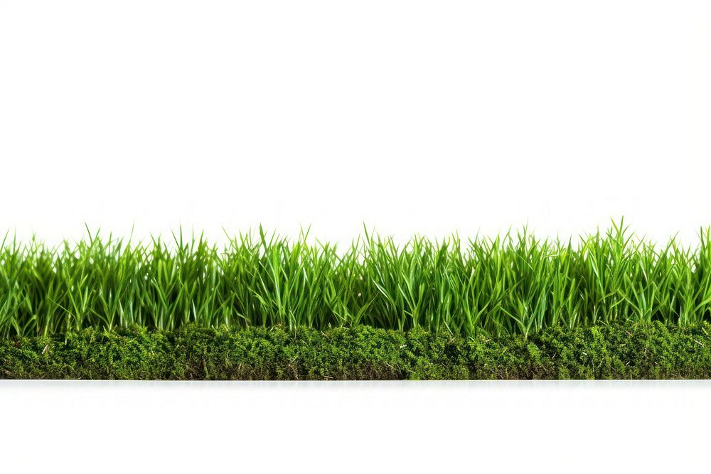 A lawn grass plant soil.