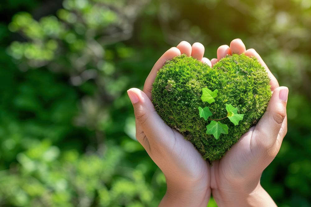 Hand holding green planet Earth in shape of heart plant leaf environmentalist.