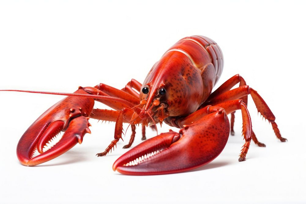Lobster seafood animal white background.