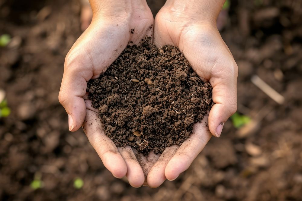 Soil in hands outdoors nature agriculture.