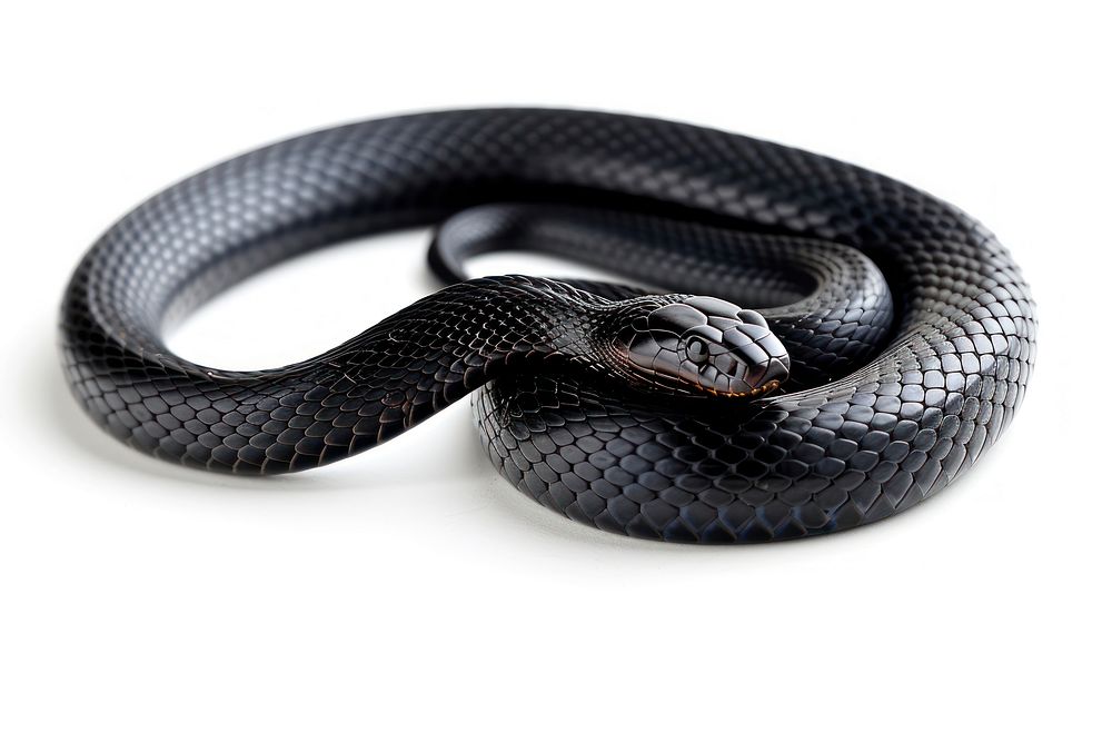 Black mamba snake reptile animal white background.