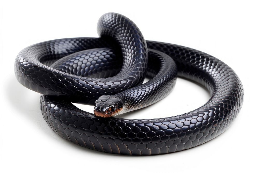 Black mamba snake reptile animal white background.