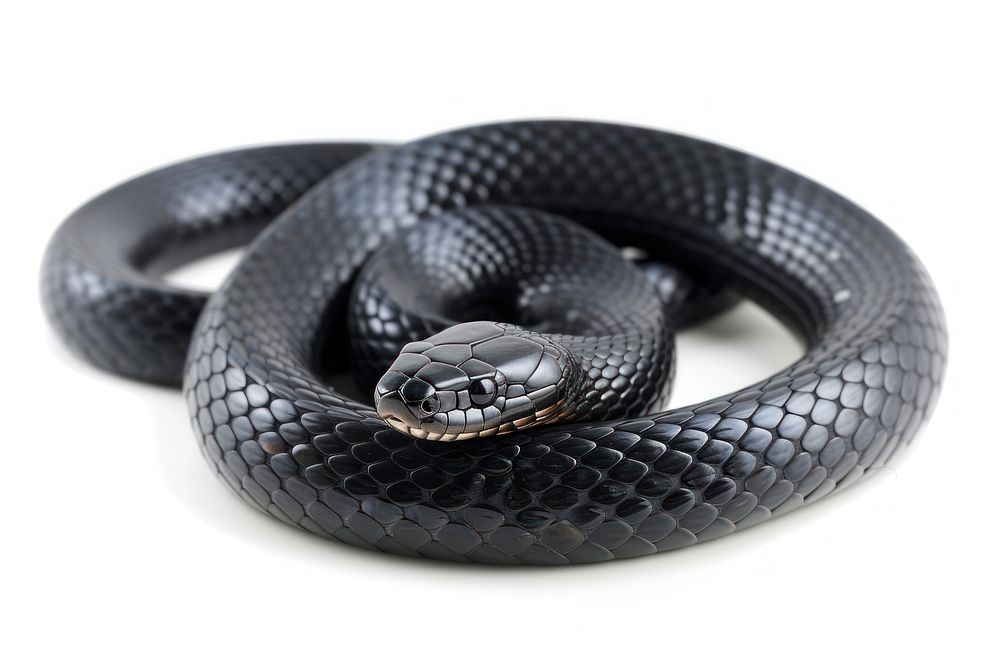 Black mamba snake reptile animal white background.