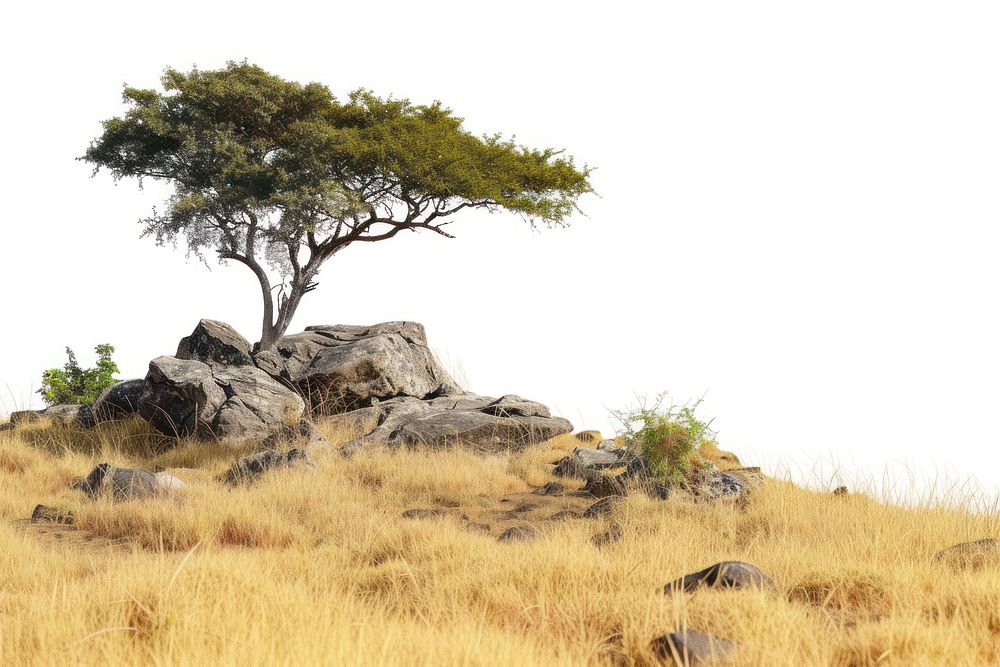 Kenya savanna rock landscape.