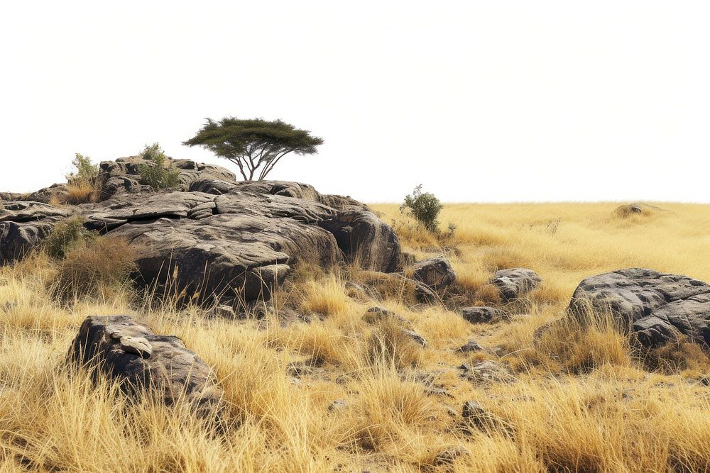 Kenya savanna grass rock.