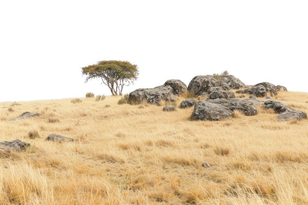Kenya grass rock landscape.