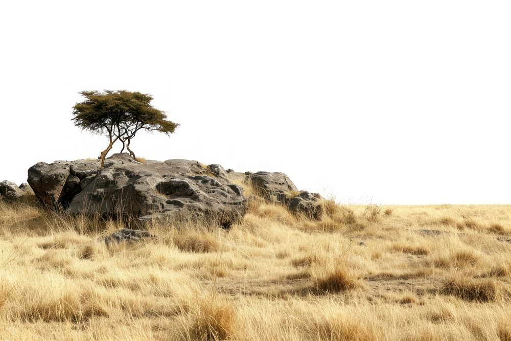 Kenya savanna grass rock.