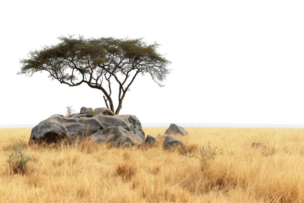 Kenya savanna landscape grassland.