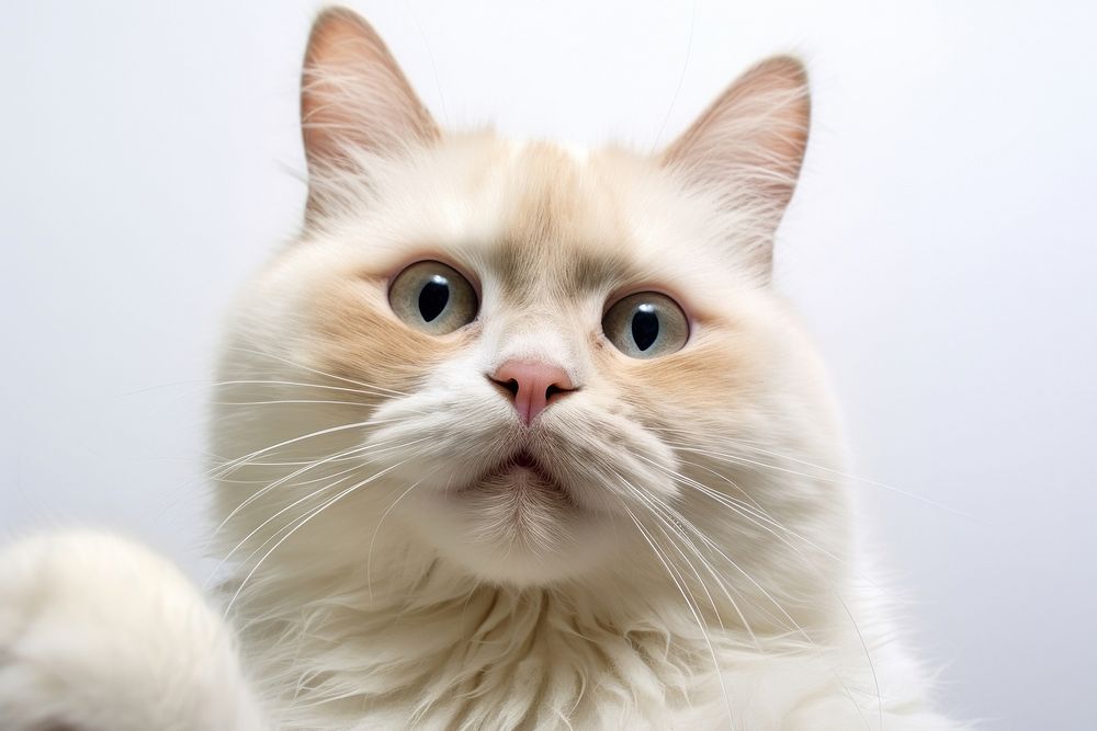Selfie bayby fat javanese cat mammal animal kitten.