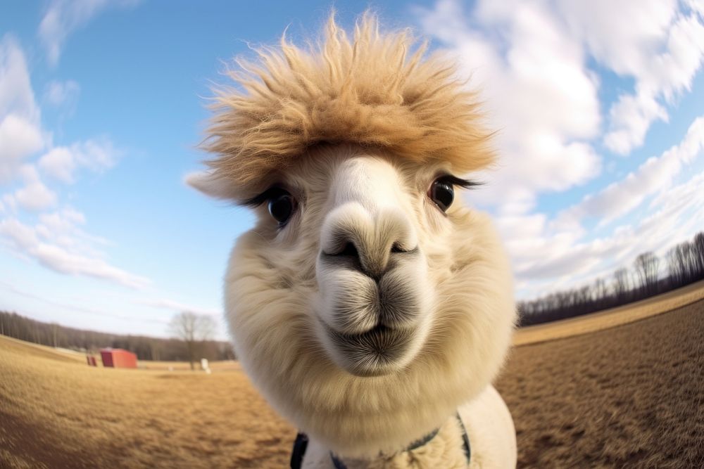 Alpaca animal mammal llama.