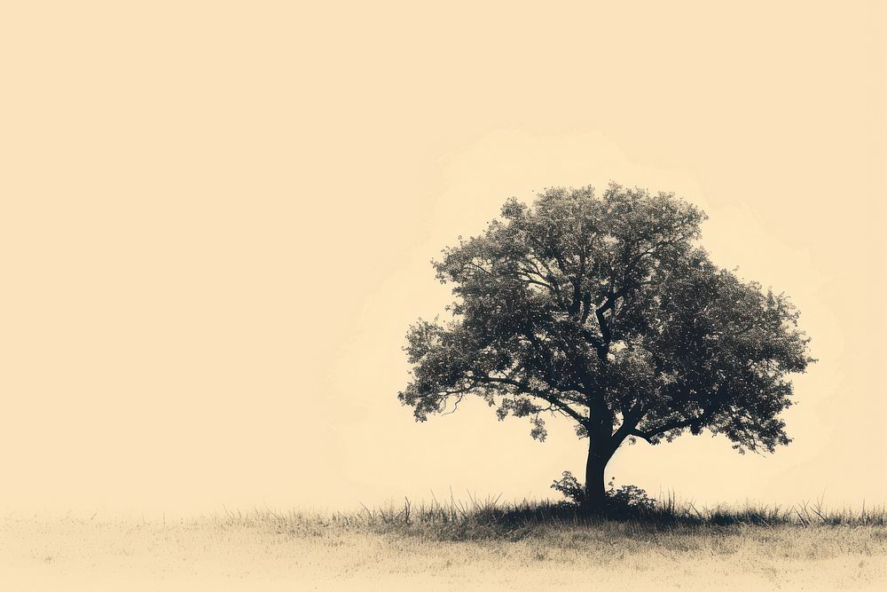 Vintage tree outdoors plant tranquility.
