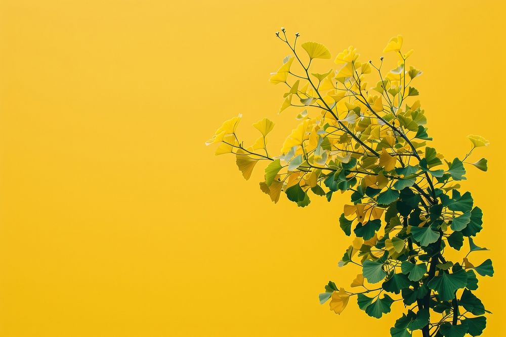Ginko tree yellow plant freshness.