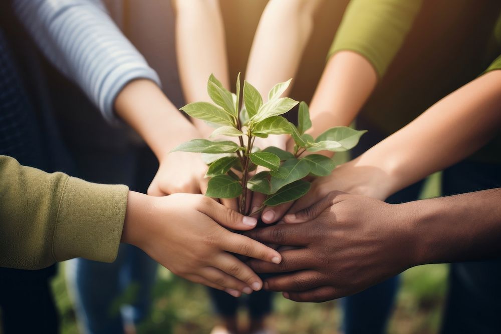 Volunteers hand joining together planting adult leaf.