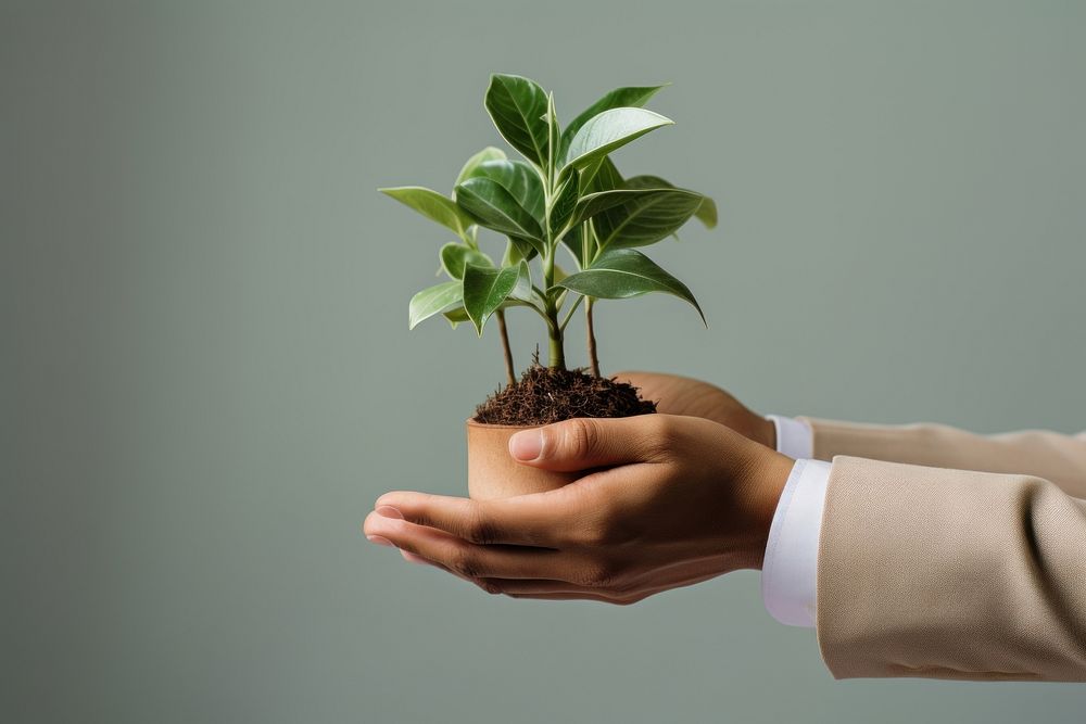Business people hands holding plant planting adult leaf.