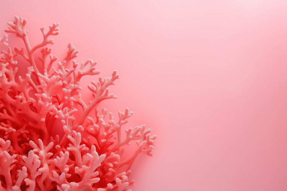 Coral backgrounds nature flower.