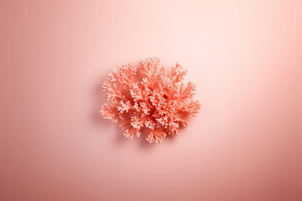 Coral peach microbiology asteraceae.