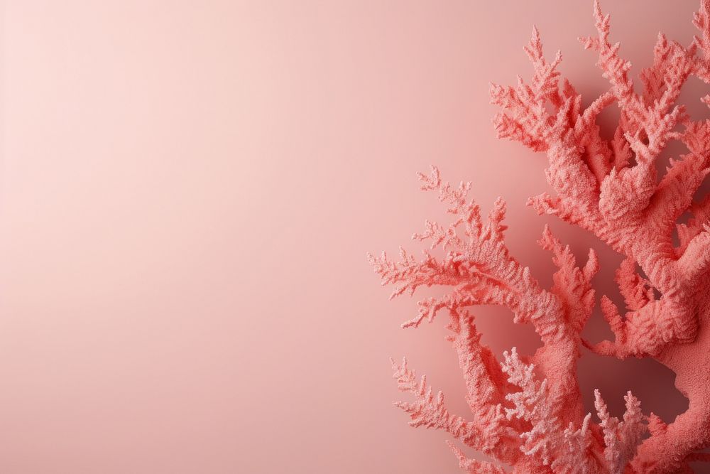 Pinkish coral backgrounds nature underwater.