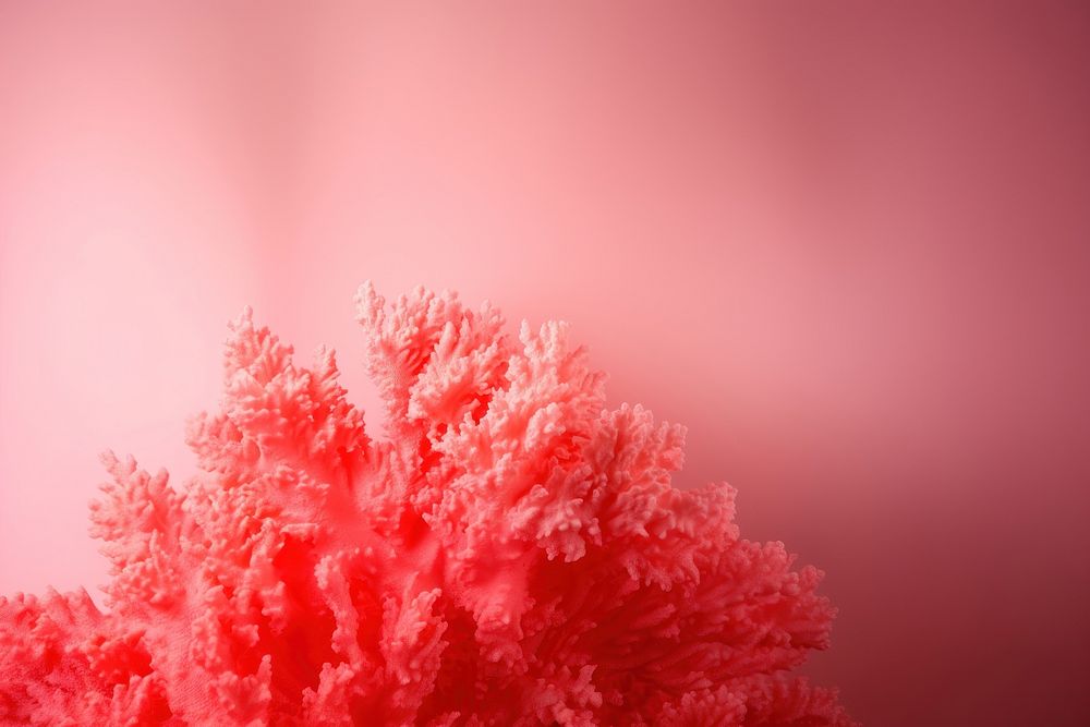 Pinkish coral backgrounds nature underwater.