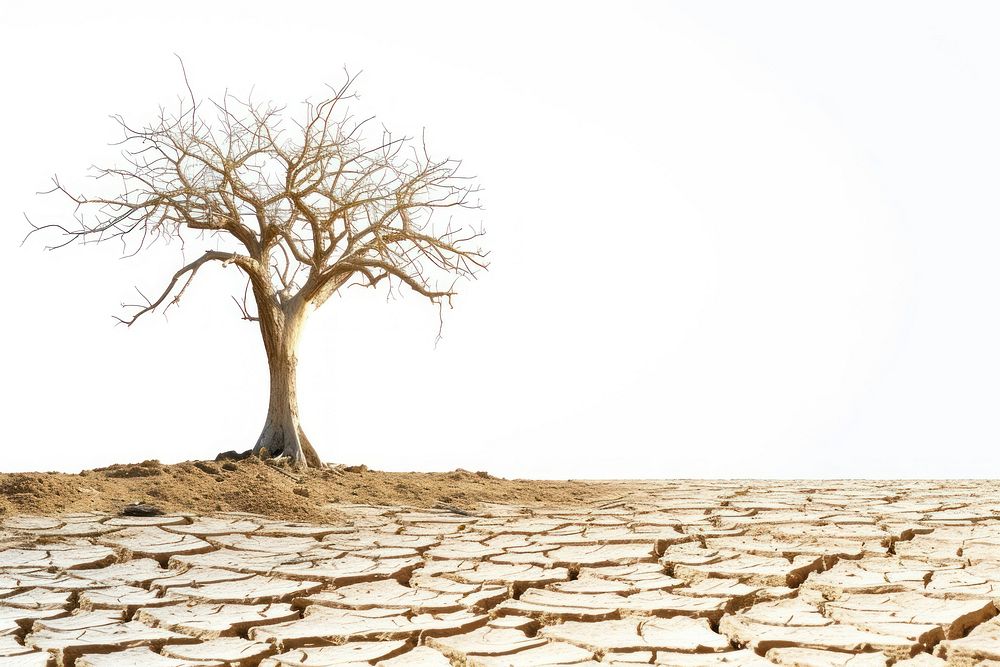 A dried tree standing alone in desert climate ground plant.