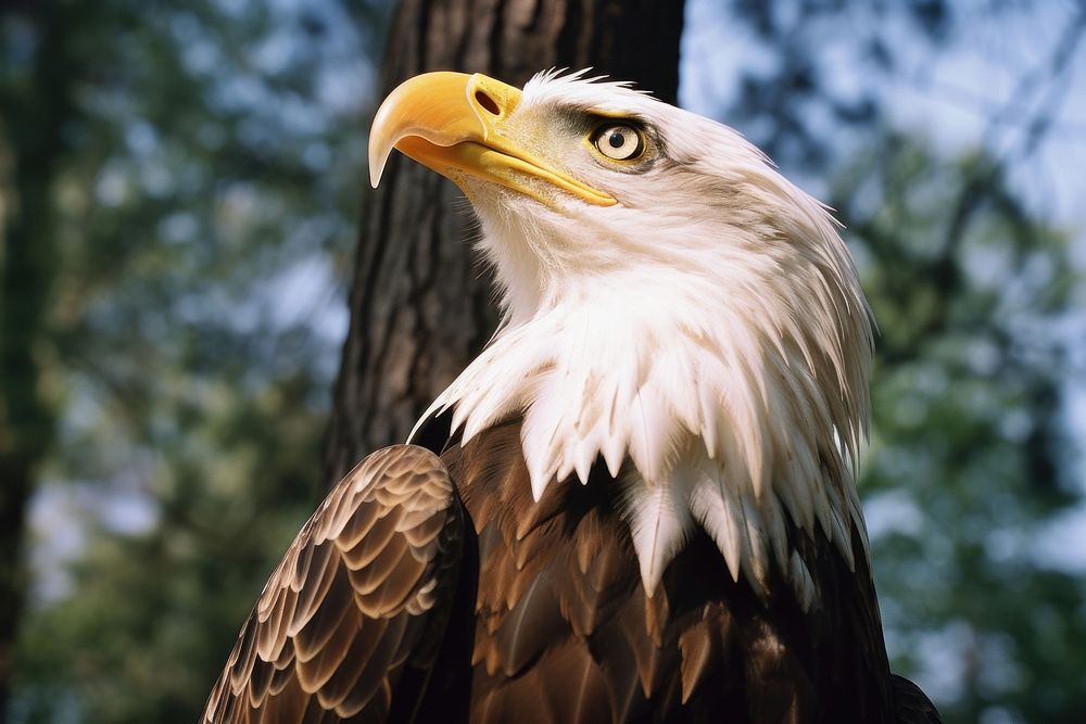 Animal eagle beak bird. AI generated Image by rawpixel.