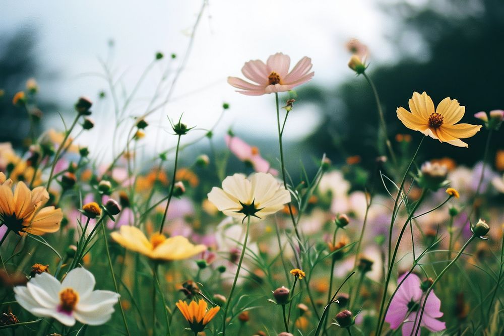  Flower field summer landscape outdoors. AI generated Image by rawpixel.