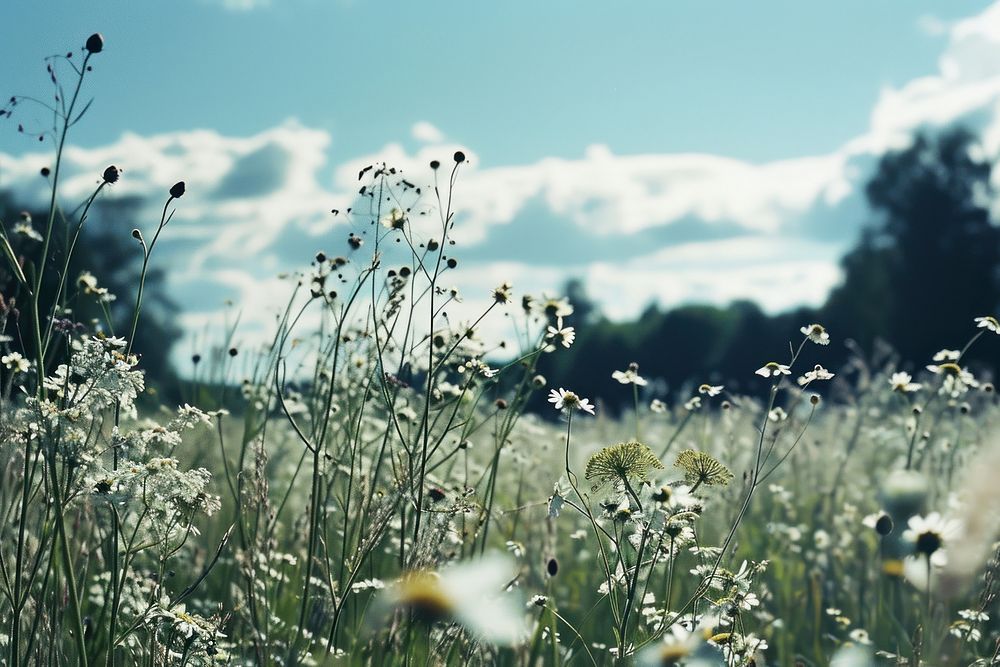  Flower field landscape grassland outdoors. AI generated Image by rawpixel.