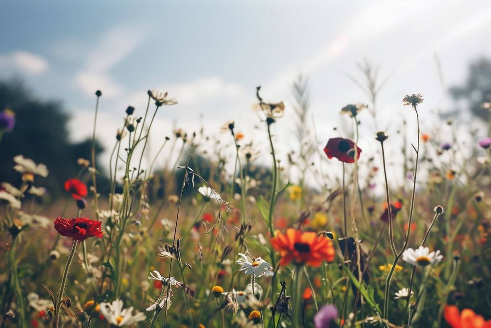  Flower field summer landscape grassland. AI generated Image by rawpixel.