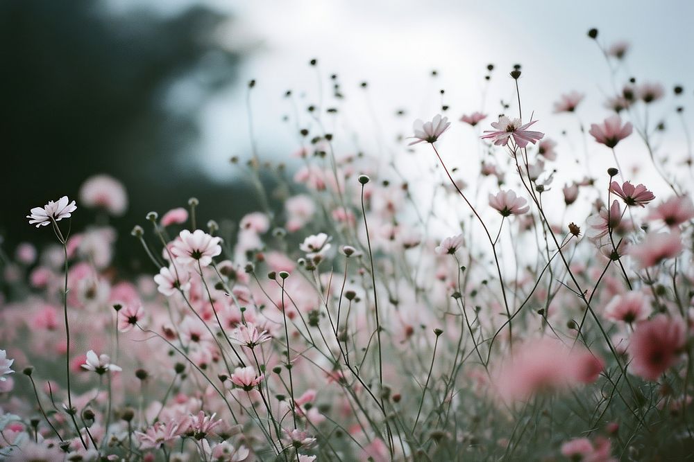  Flower field outdoors blossom nature. AI generated Image by rawpixel.