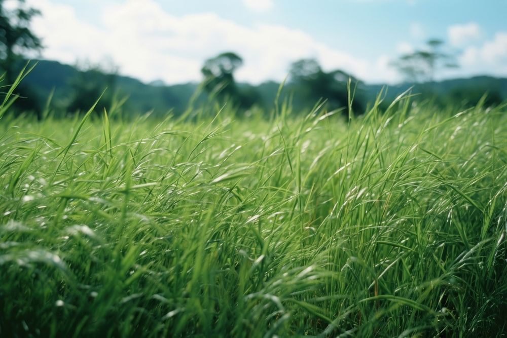  Short grass field grassland outdoors pasture. AI generated Image by rawpixel.