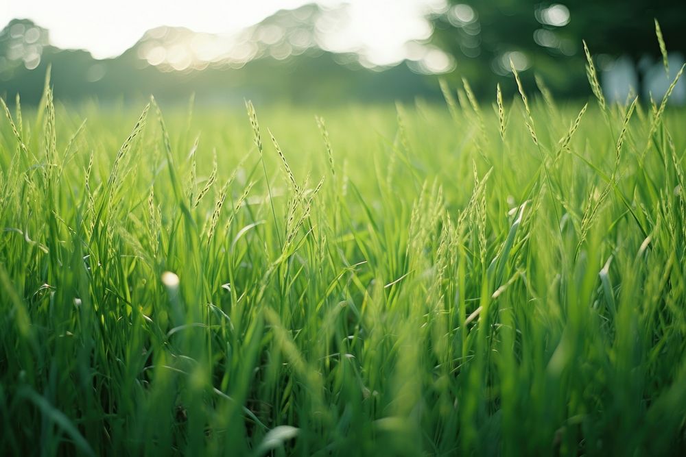  Short grass field grassland outdoors nature. AI generated Image by rawpixel.