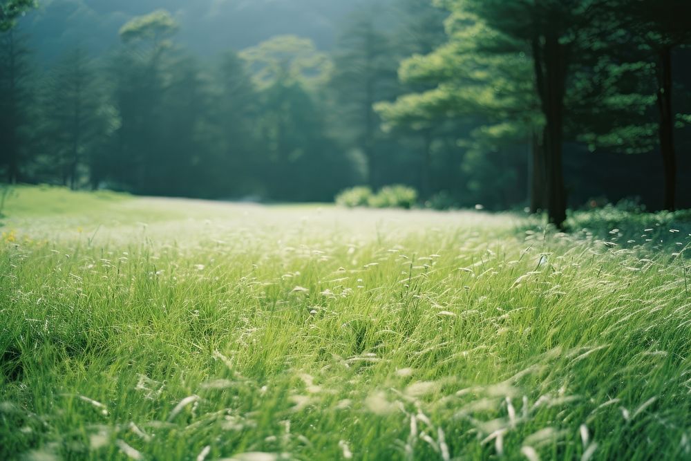 Short grass field landscape grassland | Premium Photo - rawpixel