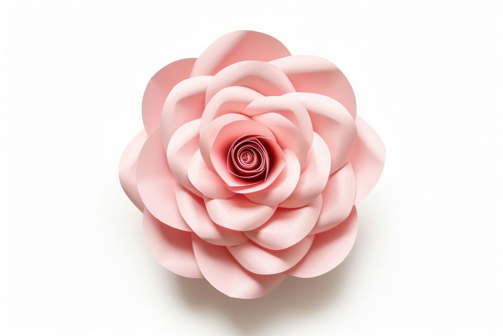  Rose flower petal plant white background. AI generated Image by rawpixel.