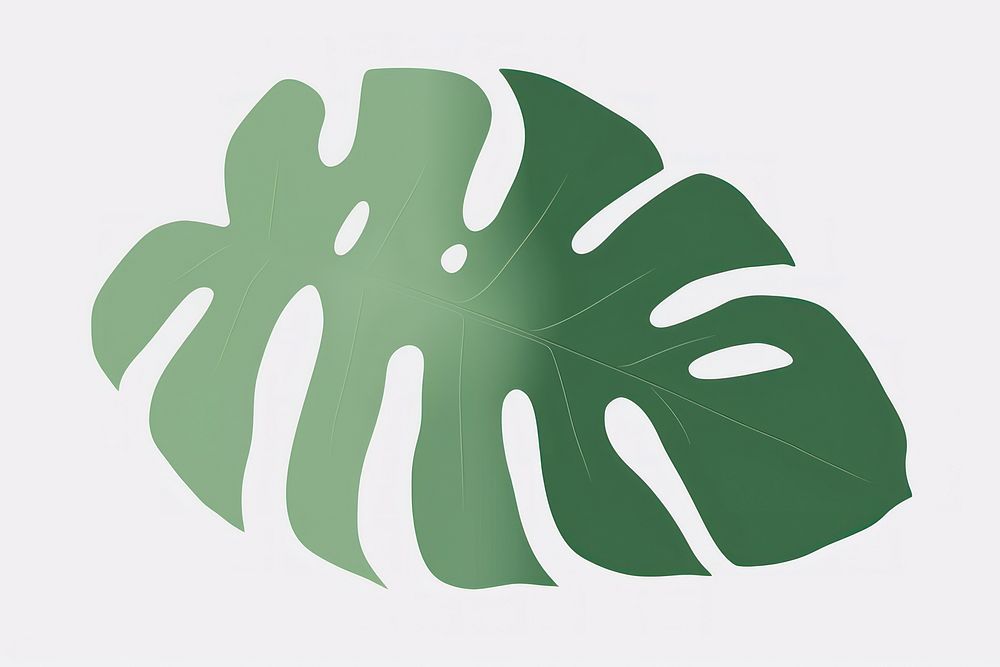 Monstera plant leaf pattern.