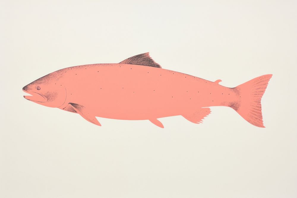 Salmon minimalist form animal fish underwater.