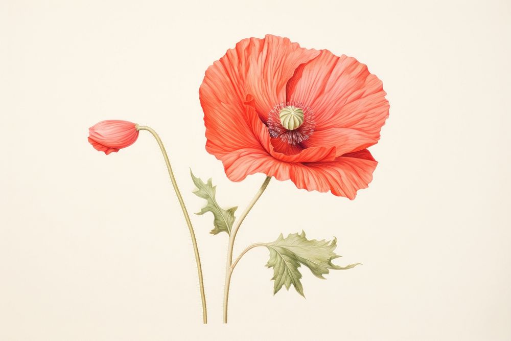Poppy flower drawing plant inflorescence.