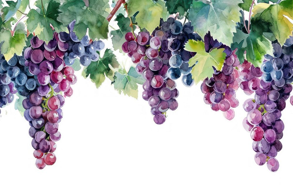 Grapes hanging nature fruit.