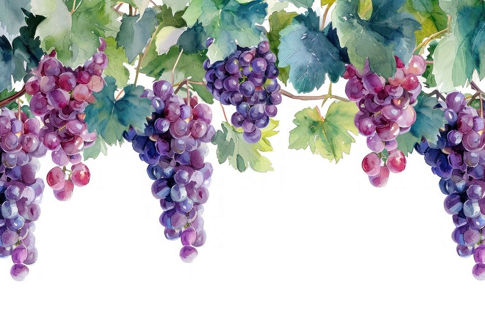 Grapes hanging fruit plant.