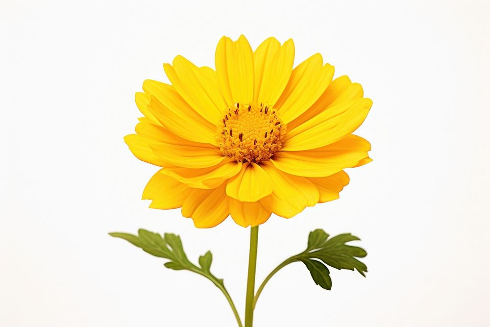 Flower sunflower yellow petal.