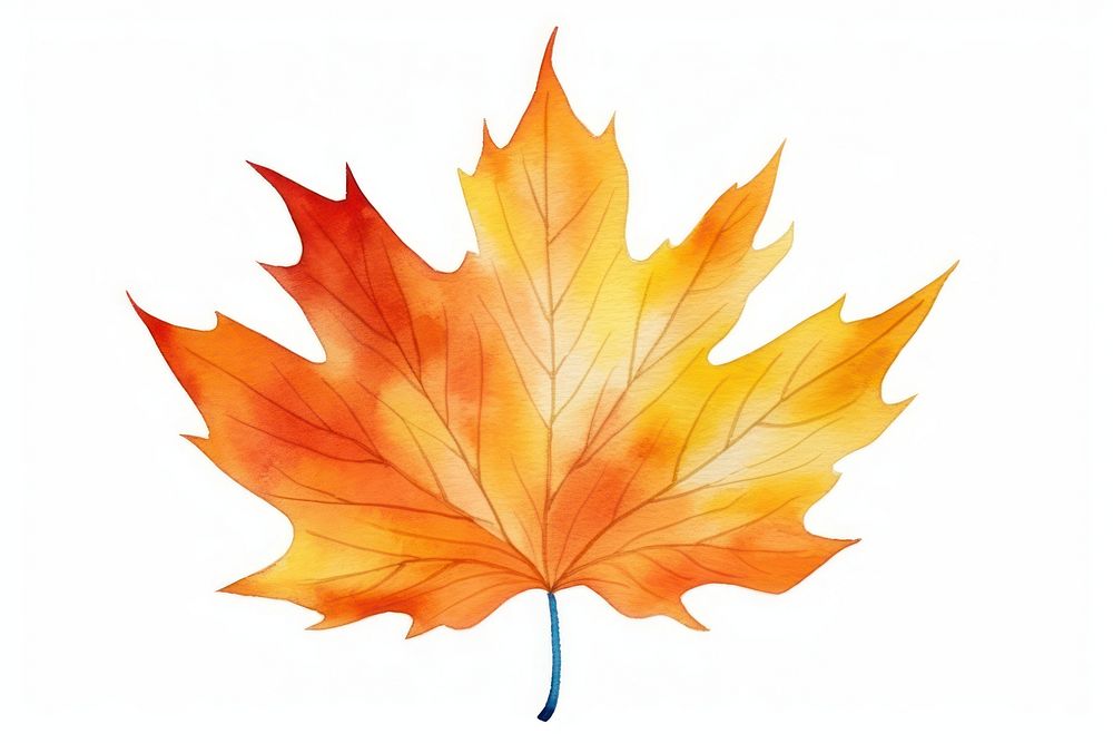 Watercolor fall leaf plant tree white background.
