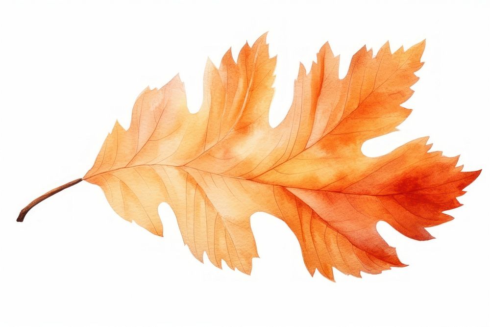 Watercolor fall leaf plant tree white background.
