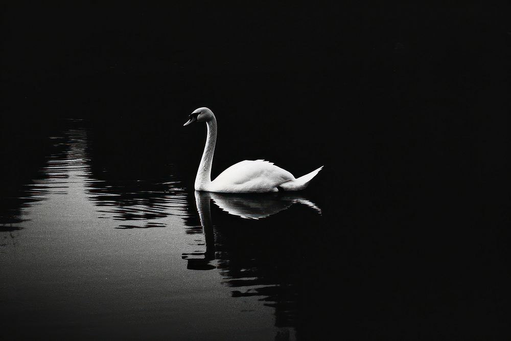 Swan swan outdoors animal.