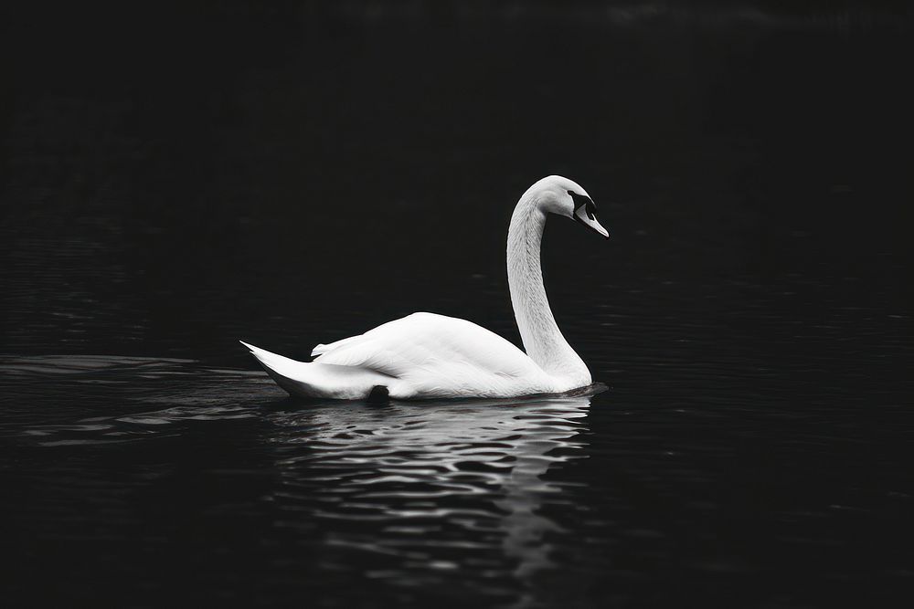 Swan swan outdoors animal.