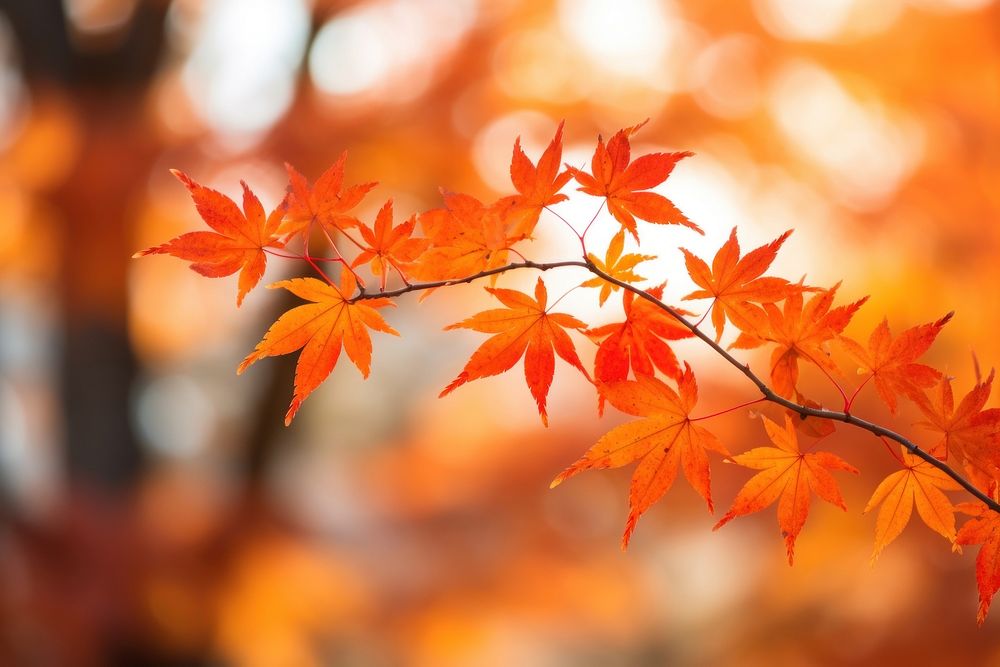 Scenery autumn maple tree.