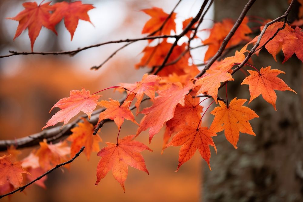 Scenery maple tree autumn.