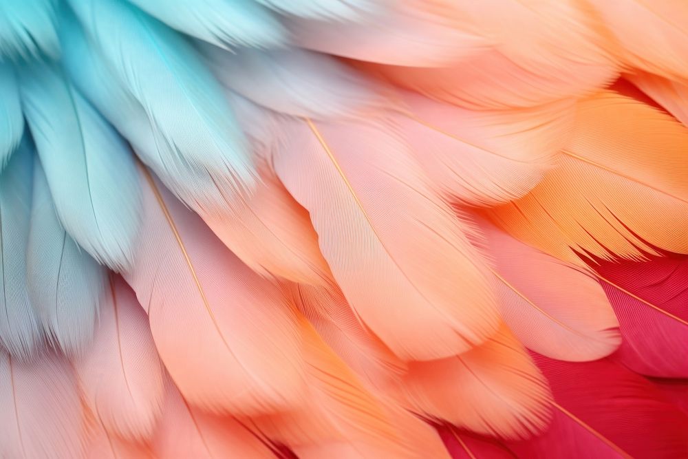 Feather background backgrounds bird red.