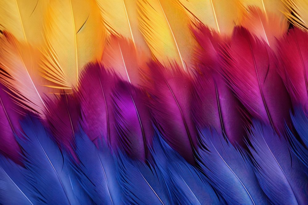 Feather background backgrounds pattern accessories.